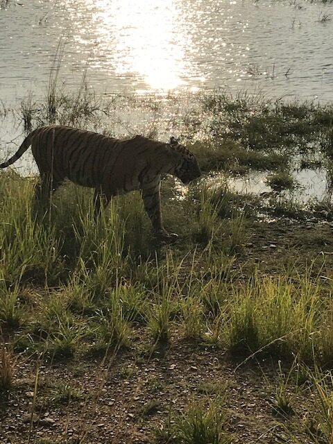 Tiger near water at Ranthambore National Park